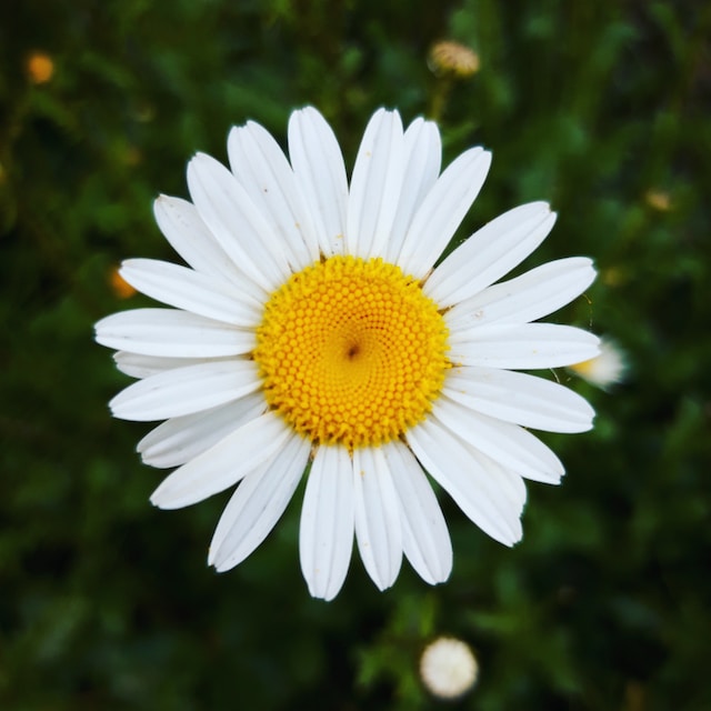 A beautifull Daisy